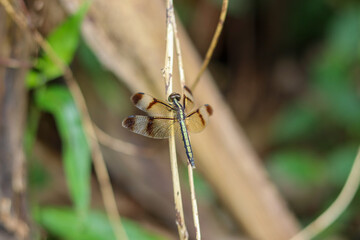 Dragonfly On The Branch