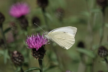 A white butterfly (Pieris) in the British countryside