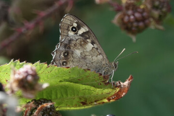 Fototapeta premium Speckled Wood butterfly (Pararge aegeria) in the British countyside