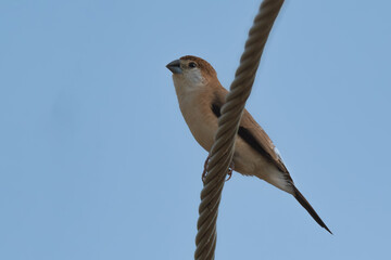 White-throated Munia Indian Silverbill Euodice malabarica metallic silver beak crisp white throat...