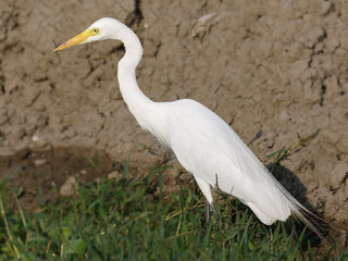 Intermediate Egret Medium Egret Ardea intermedia fishing farm wetlands swamps Indus River Pakistan white heron yellow bill black legs Wetlands marshes Feeds on fish insects amphibians wading wader