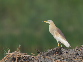Indian Pond Heron Ardeola grayii breeding plumage  wetland bird Pakistan marshes paddyfields patient hunter South Asia wildlife nature photography birding conservation biodiversity