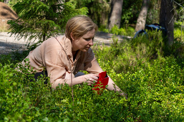 Blond woman picking blueberries in swedish forest outside stockholm during summer
