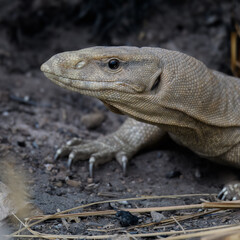 Indian Bengal Monitor Lizard Varanus bengalensis in arid desert cultivated habitat Pakistan large terrestrial reptile threatened poaching illegal wildlife trade Scaly texture camouflage