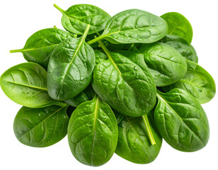 Fototapeta premium Cluster of Wet Fresh Spinach Leaves with Glossy Surface, Isolated Transparent PNG
