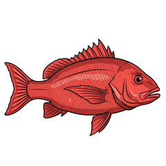 A vibrant illustration of a red fish, showcasing its fins and scales.