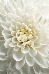 Closeup White Chrysanthemum Flower