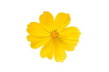 a yellow flower is shown against a white background