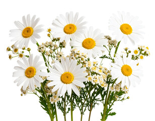 Obraz premium Botanical Arrangement of Agrostemma githago Wildflowers on White Background, Transparent PNG