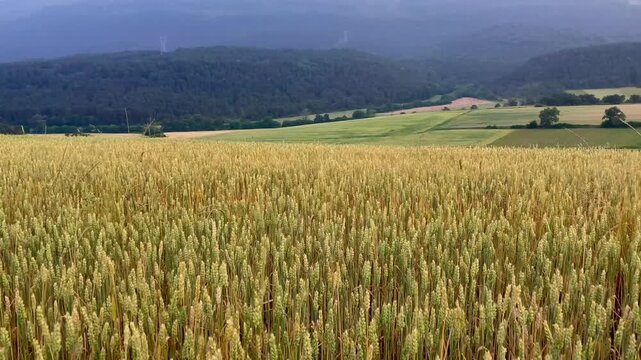 Wheat field (Triticum spp.) in a cloudy landscape
