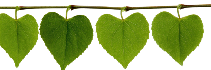 Heart-shaped leaves hanging from a branch