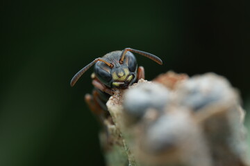 A close-up of a wasp, possibly belonging to the  species Lestica clypeata, perched on a branch