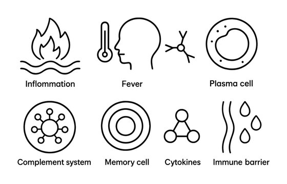 Immune Response Icons. Outline icon set of Immune response stages: inflammation, fever, antigen, plasma cell,