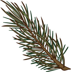 Watercolor hand drawn illustration of pine tree branch.