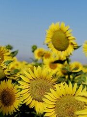 Details of yellow sunflowers in the field