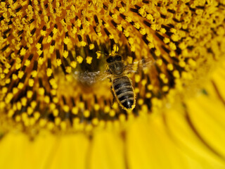 Detail of a bee covered in yellow pollen on a sunflower