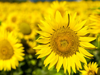 Details of yellow sunflowers in the field