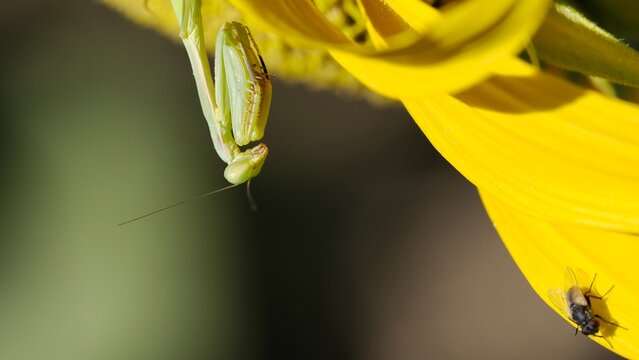 Detail of a green praying mantis on a yellow sunflower stalking a fly