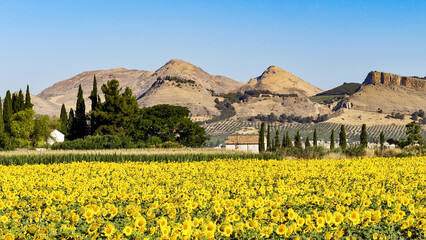 Mountain landscape with yellow sunflowers in Granada (Spain)