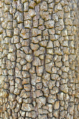 Cracked bark and trunk of a tree