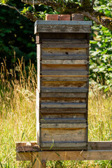 bee hives in the forest