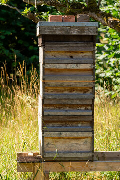 bee hives in the forest