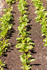 rows of lettuce