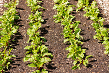 vegetable garden in the garden