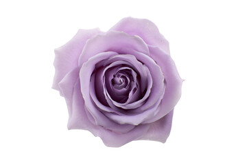 a purple rose is shown on a white background