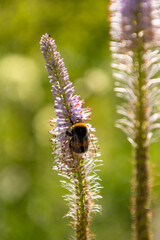 bee on a flower