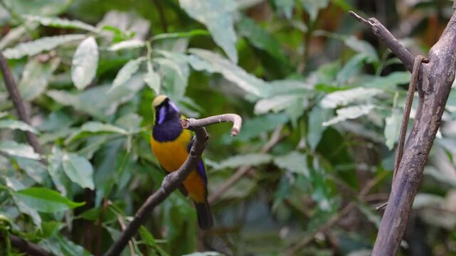 Blue-winged Leafbird ( Chloropsis cochinchinensis) male bird on a branch