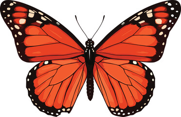 Monarch butterfly illustration, orange wings, black veins, white spots, insect drawing, symmetrical wings, butterfly sketch, nature art, pollinator design, wildlife vector, butterfly anatomy, entomolo