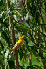 beautiful and cute yellow canary bird in the wild.