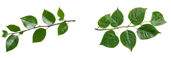 Set of green Vine leaf isolated on white or transparent background