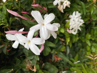 flores 