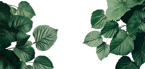 Set of Mulberry leaves isolated on white or transparent background