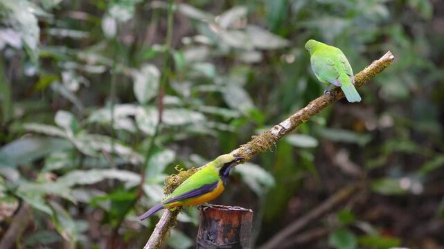 Blue-winged Leafbird ( Chloropsis cochinchinensis) male and female bird on a branch