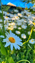 daisies in the field