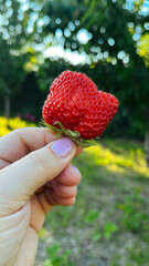 strawberry in hand