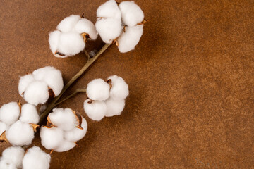 Dry cotton flower on vintage brown background