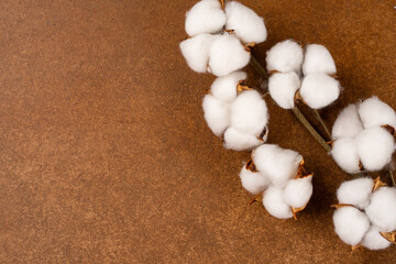 Dry cotton flower on vintage brown background