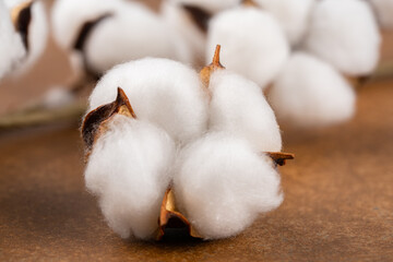 Dry cotton flower on vintage brown background