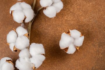 Dry cotton flower on vintage brown background