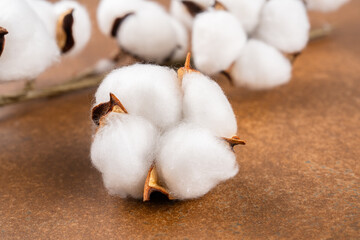Dry cotton flower on vintage brown background