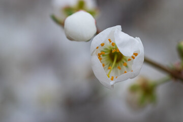 Delicate white flowers on the foreground. Blurred white background.