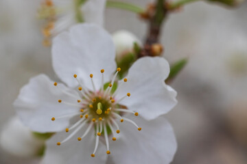 Delicate white flowers on the foreground. Blurred white background.