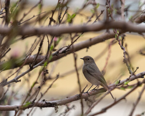 Little redstart in a garden. Blurred background.