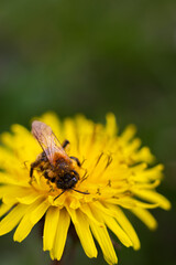 Honey bee at work. Green blurred background.