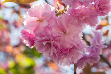 Pink clouds of blooming sakura in spring. Blurred background.