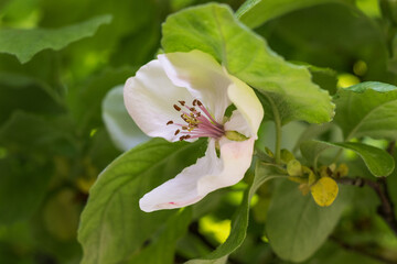 Quince flowers in a garden on a sunny day